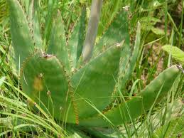Image result for Aloe christianii