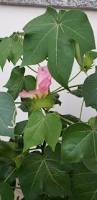 Image result for Gossypium