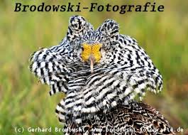 Gehölze gehören mitunter zu den wichtigsten methoden, um vögel in ihren garten zu locken. Seltene Vogel In Deutschland Gesichtet Liste Seltener Vogel Bis 2022