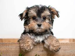 There are some, however that will be dark brown and blonde colors. Yorkie Chon Breeders Near Me Off 56 Www Usushimd Com