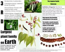 Image result for Fabaceae subfamily Mimosoideae