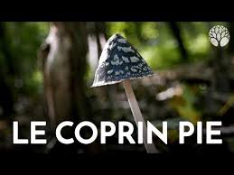 3 Champignon Le Coprin Pie Youtube Alimentaire