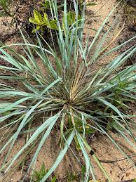 Image result for Eragrostis friesii