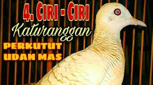 Jual burung perkutut udan mas lokal klik gambar untuk memperbesar warna dasar coklat muda kekuningan seperti emas dengan belang belang coklat ke kuningan pada bagian sayapnya, bagian dada berwarna coklat muda dan makin ke bawah agak berwarna putih, warana paruh agak putih sedangkan warna kaki juga agak merah, dengan kuku berwarna putih. Ciri Katuranggan Perkutut Udan Mas Lokal Alam Asli Penting Ketika Anda Beli Youtube