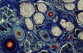 The link below shows a video that describes what keratinocytes and melanocytes look like under the microscope. Skin Cells Under Microscope Google Search Microscopic Photography Art Quilts Microscopic Images