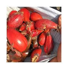 Image result for Aframomum angustifolium