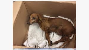 Dachshund rescue organizations allow you to adopt a dachshund that needs a home. Mandela Was Left In A Box Outside The Shelter By Dachshund Rescue South Florida