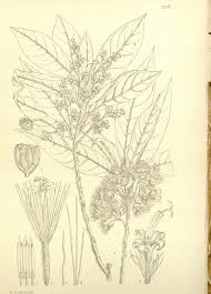 Image result for Brachylaena huillensis