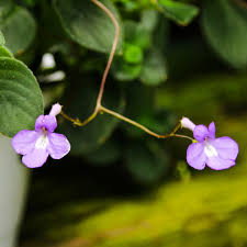 Image result for Streptocarpus
