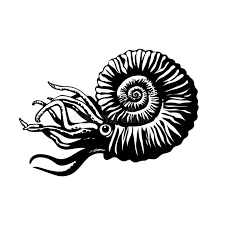 Think of the ammonite spirals as a filter, drawing the ammonite is a very powerful earth healing fossil. Ammonite Fossil Prehistoric Stock Illustrations 98 Ammonite Fossil Prehistoric Stock Illustrations Vectors Clipart Dreamstime