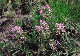 Image result for Lobelia chireensis