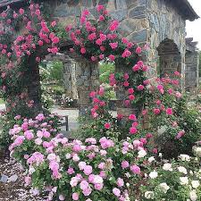 Knockout Blooms Peonies Lewis Ginter Botanical Garden Lewis Ginter Botanical Garden Beautiful Flowers Garden Botanical Gardens