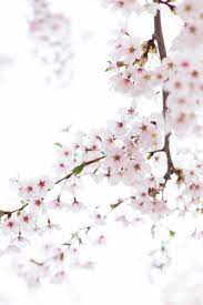 Where To See Cherry Blossoms In South Korea On The Street Where We Live Red Cherry Blossom Blossom Cherry Blossom Wallpaper