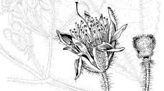 Image result for Malvaceae subfamily Grewioideae