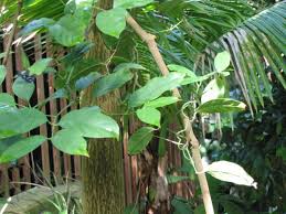 Image result for Gnetaceae