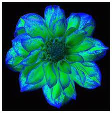 Find images of neon green. Neon Flowers Flowers Blue Flowers