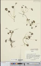 Image result for Aspilia mendoncae