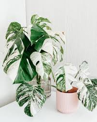 Pin On Green Things