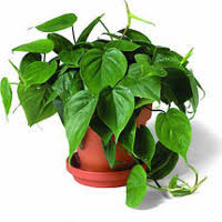 Scegliete una pianta cascante che con le sue foglie trasformerà un angolo in una picolla cascata di verde! 5 Piante Ricadenti Da Appartamento Orto24