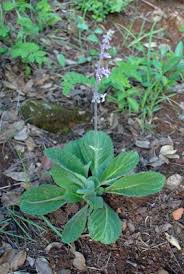 Image result for Orthosiphon schimperi