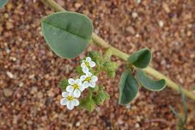 Image result for Limeum viscosum