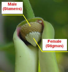 Unisexual flowers and bisexual flowers. Atemoya Hand Pollination To Increase Fruit Set Echocommunity Org