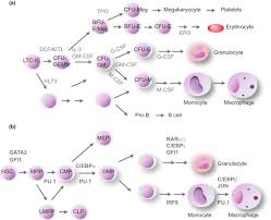 I want to calculate the colony forming unit of a bacterium which is frozen in glycerol solution. Cfu Counting An Overview Sciencedirect Topics