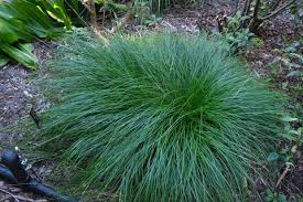Image result for Carex cognata