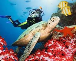 Egypt Red Sea Tours Egypt Red Sea Holidays Vacation Red Sea In Egypt Red Sea Diving Diving Beach Adventure