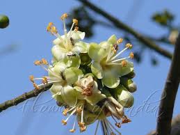 Image result for Ceiba pentandra