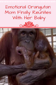 What Happened When An Orangutan Mother And Her Baby Were Reunited Obsev Orangutan Animal Stories Cute Monkey