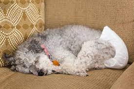 Do Dogs Have Periods American Kennel Club