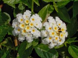 Image result for Lantana nivea