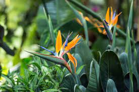Bird Of Paradise Fertilizer When And What To Feed Bird Of Paradise Plants