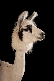 A beautiful set of illustrations, quotes and stickers for everyday messages! Llama National Geographic