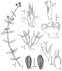 Image result for Hexasepalum sarmentosum