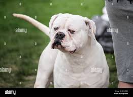 Happy great dane hi-res stock photography and images