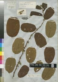 Image result for Grewia forbesii