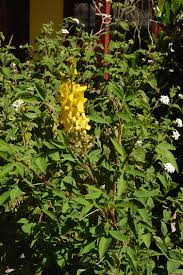 Image result for Crotalaria micans