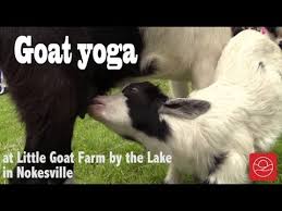 no kidding goat yoga cles e to