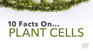Check spelling or type a new query. 10 Facts On Plant Cells Youtube