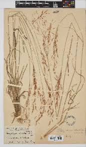 Image result for Loudetia simplex