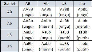 Hukum mendel i atau hukum segregasi bebas menyatakan bahwa saat pembentukan gamet (meiosis) gen akan berpisah dan gen. Soal Hukum Mendel Fenotip Persilangan Dua Bunga Dengan Warna Berbeda Halaman All Kompas Com