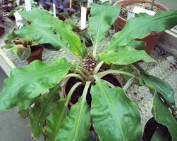 Image result for Palisota ambigua
