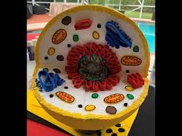 We did not find results for: Animal Cell Model Mp3 Mp4 Indir Dur