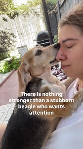 Understanding Beagle Behavior: Go with the Flow