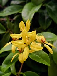 Image result for Tristellateia