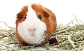 Guinea Pig Hakkinda Panosundaki Pin