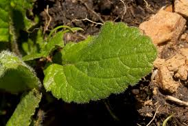 Image result for Eschenbachia