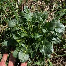 Image result for Hyparrhenia bracteata